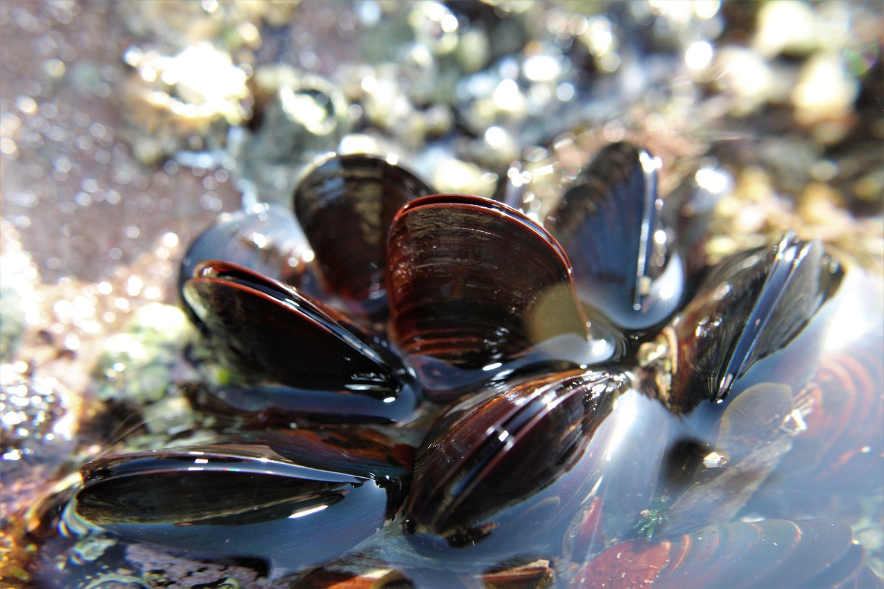 These mussels could save your life