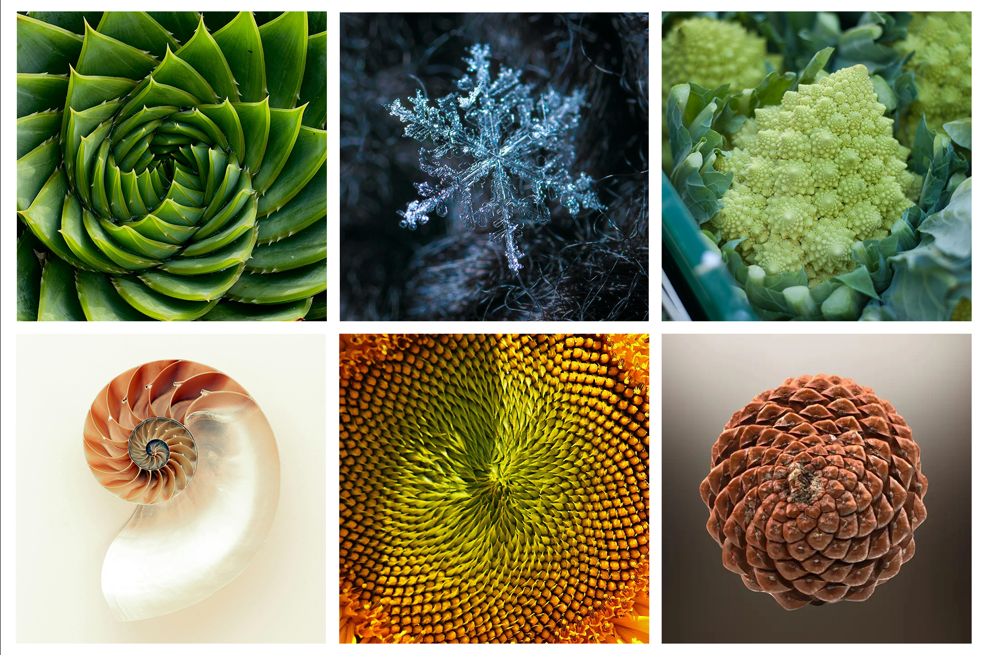 Fractals In Nature Fractals Math Is Written In The Leaves